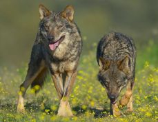 Barbacana, la huella del lobo